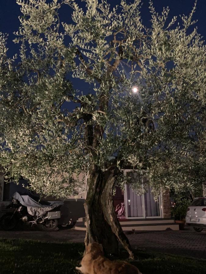 Locazione Turistica Casa Olivo Daire Fucecchio Dış mekan fotoğraf